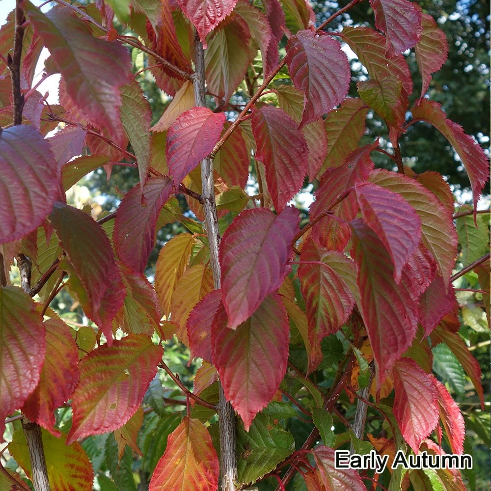 Prunus 'Collingwood Ingram' Tree - Image 5