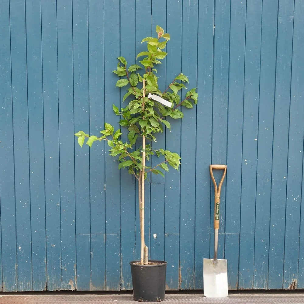 Prunus 'Collingwood Ingram' Tree - Image 6