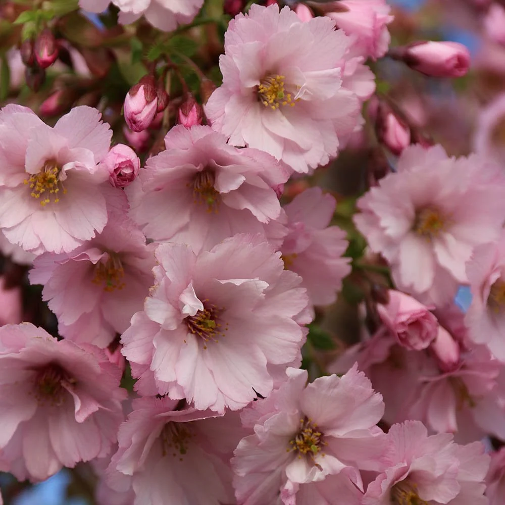 Prunus 'First Blush' Tree - Image 2