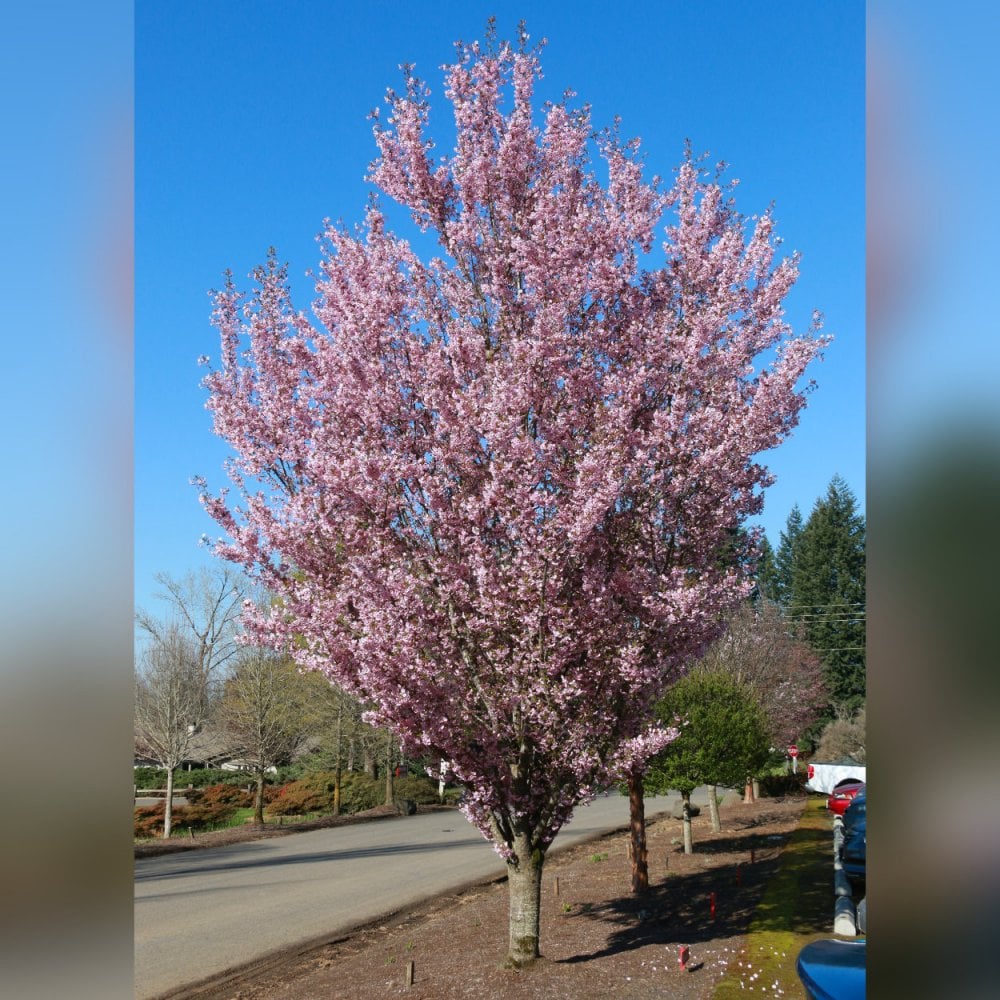 Prunus 'First Blush' Tree - Image 3