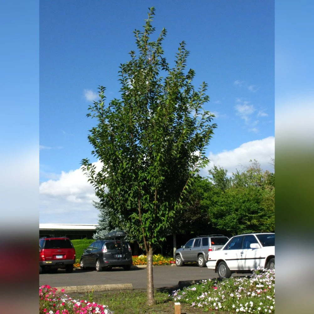 Prunus 'First Blush' Tree - Image 4