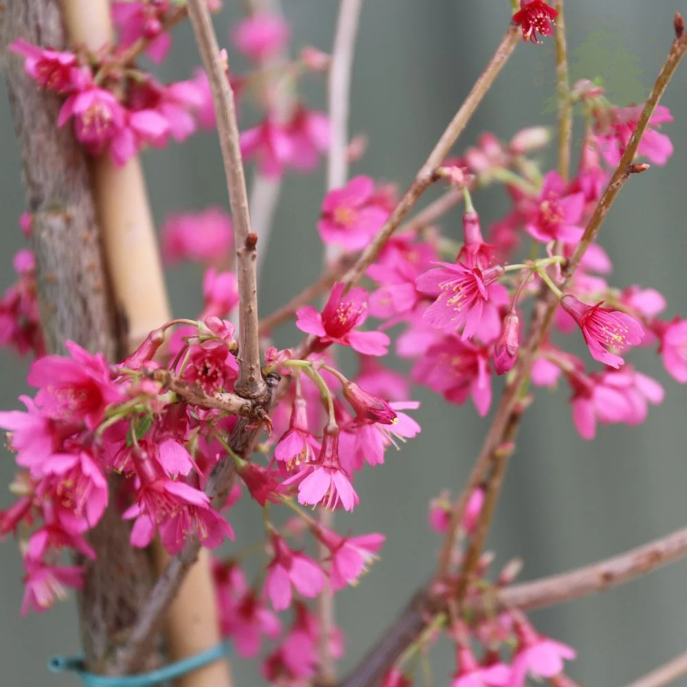 Prunus 'First Lady' Tree