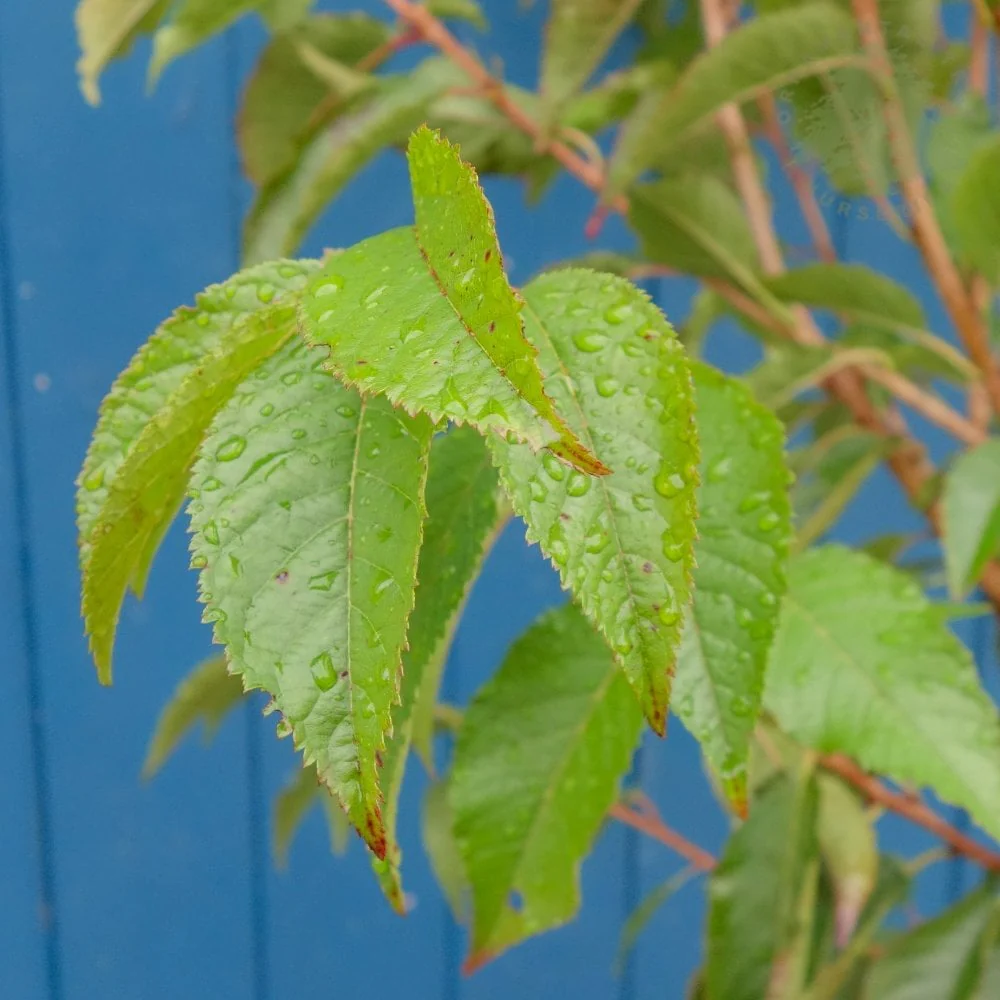 Prunus 'First Lady' Tree - Image 2