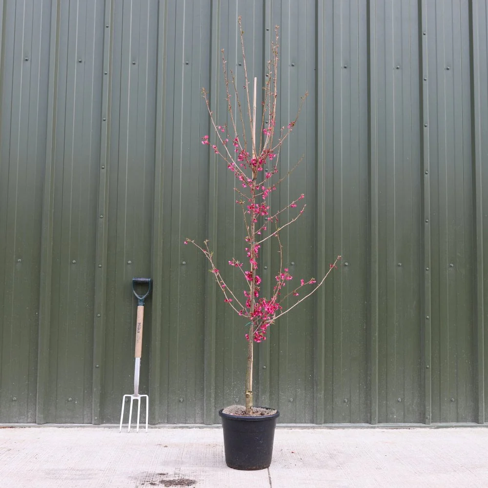 Prunus 'First Lady' Tree - Image 3