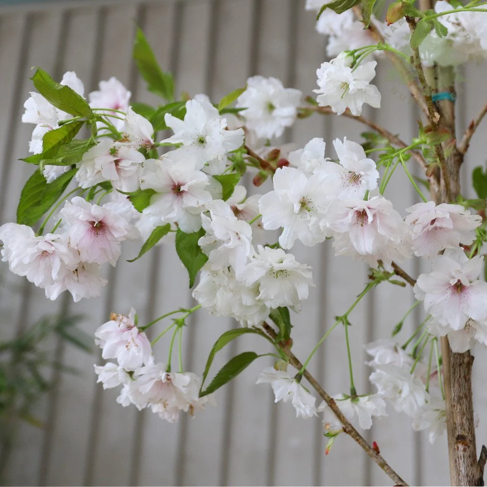 Prunus 'Fragrant Cloud' - 'Shizuka' Tree
