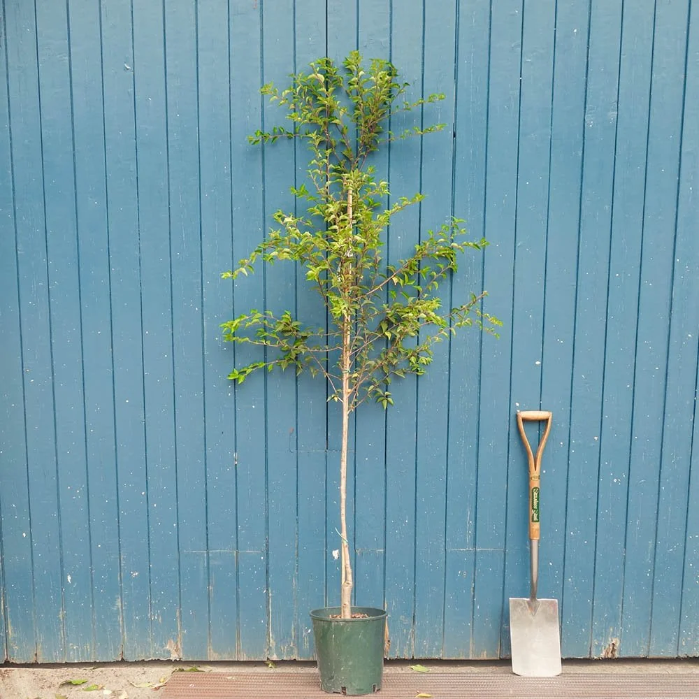 Prunus 'Hally Jolivette' Tree - Image 4