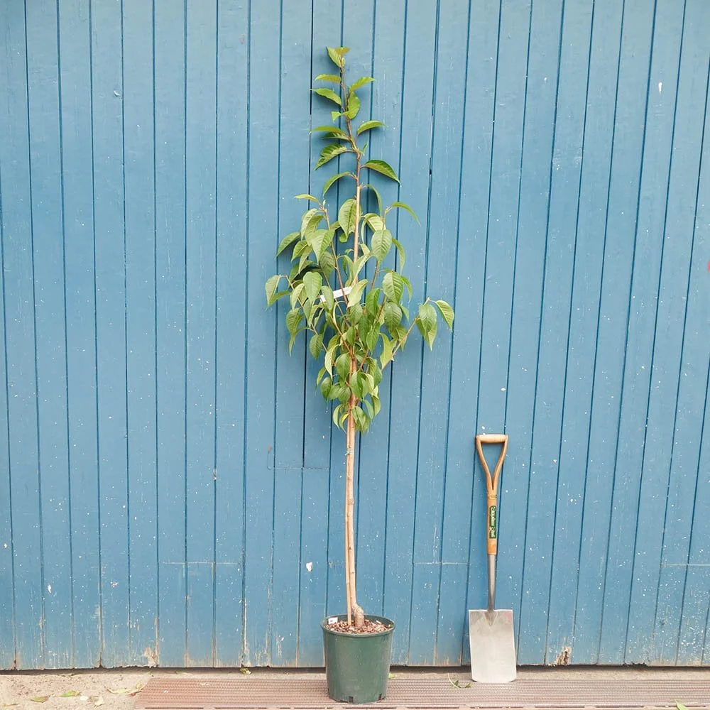 Prunus 'Hokusai' Tree - Image 3