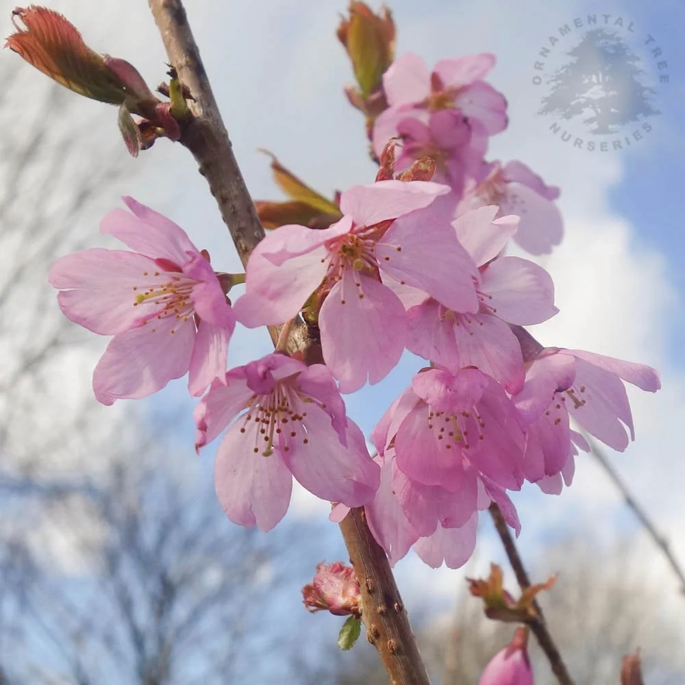 Prunus × incam 'Dream Catcher' Tree - Image 2
