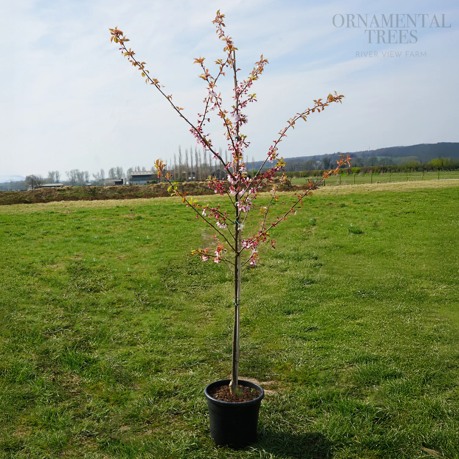 Prunus × incam 'Dream Catcher' Tree - Image 3