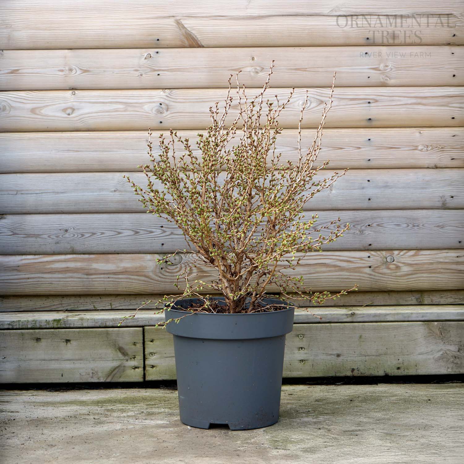 Prunus incisa 'Kojo-no-mai' Tree - Image 11