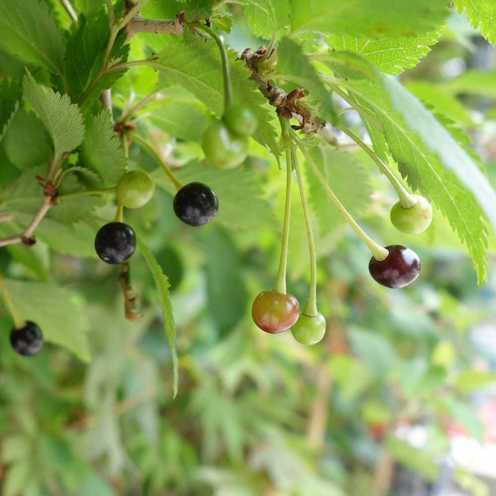 Prunus incisa 'Kojo-no-mai' Tree - Image 6