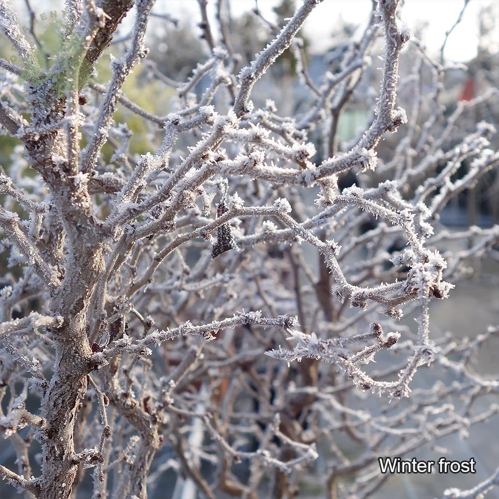 Prunus incisa 'Kojo-no-mai' Tree - Image 8