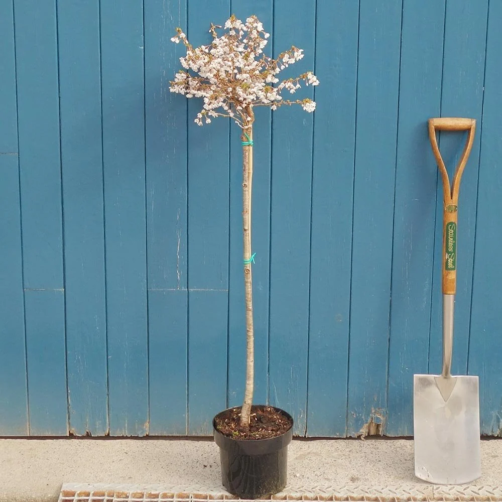 Prunus incisa 'Kojo-no-mai' Tree - Image 9