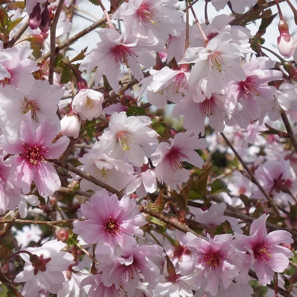 Prunus incisa 'Mikinori' Tree