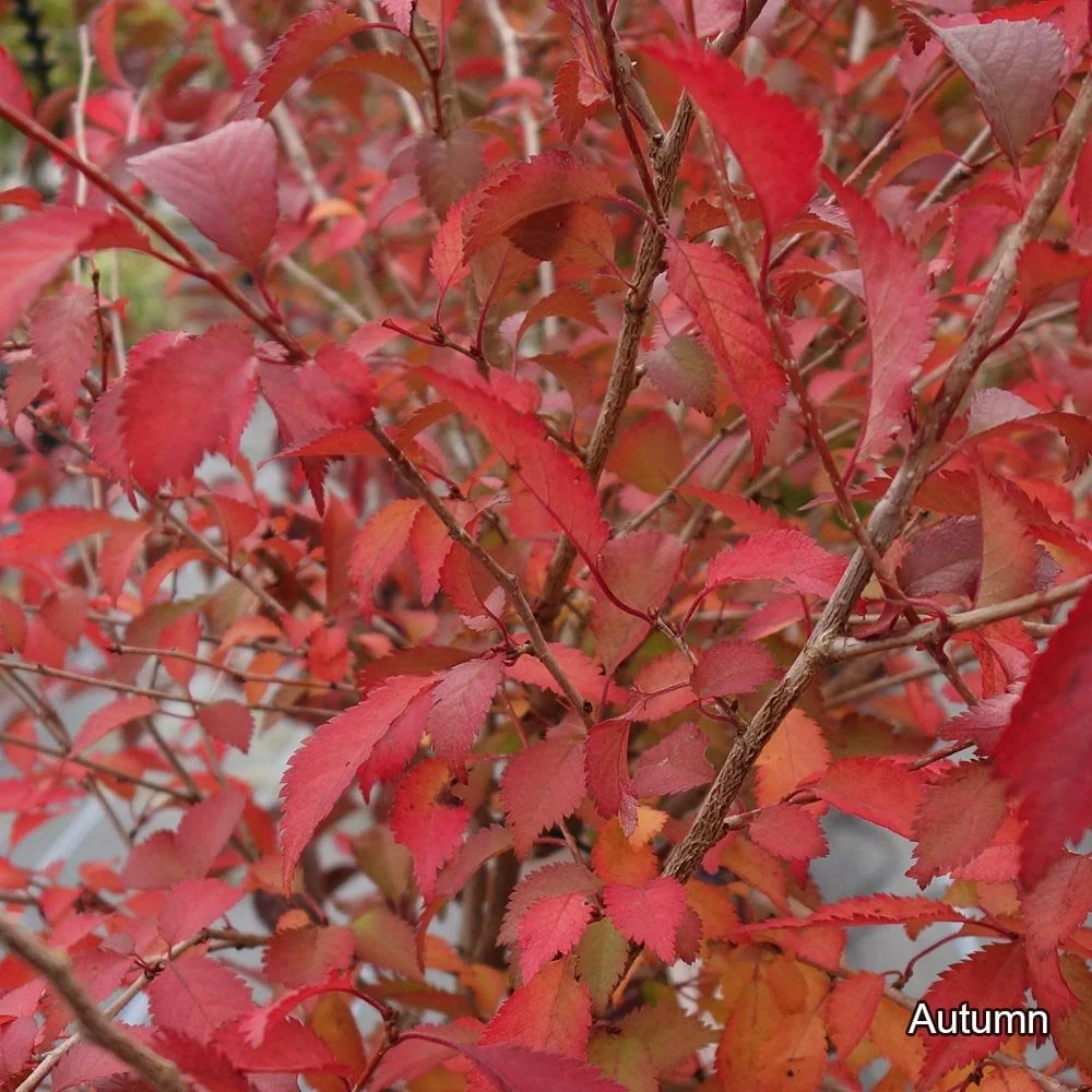 Prunus incisa 'Mikinori' Tree - Image 2