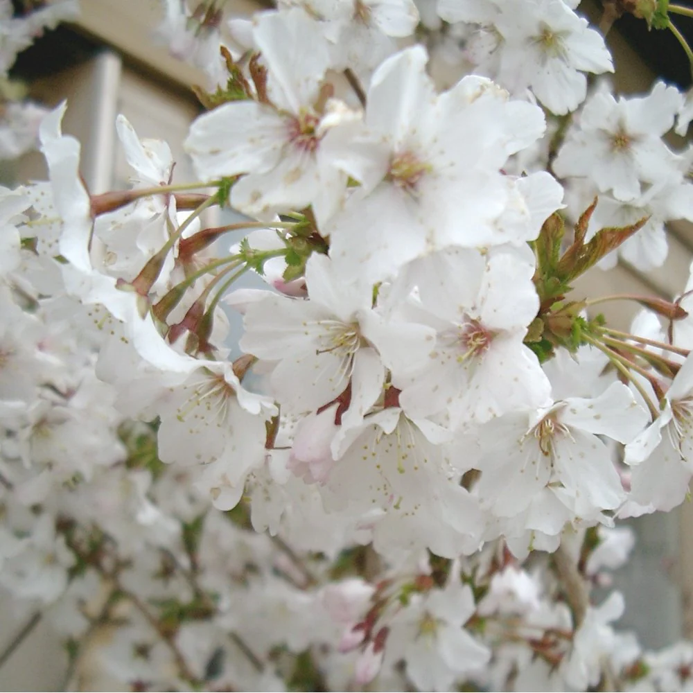 Prunus incisa 'Mikinori' Tree - Image 3