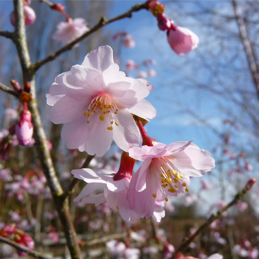 Prunus incisa 'Mikinori' Tree - Image 4
