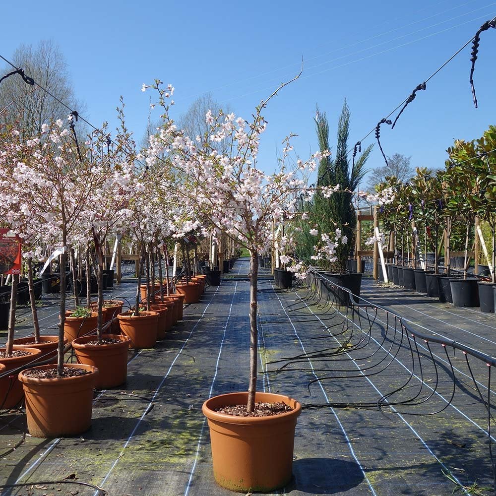 Prunus incisa 'Mikinori' Tree - Image 6