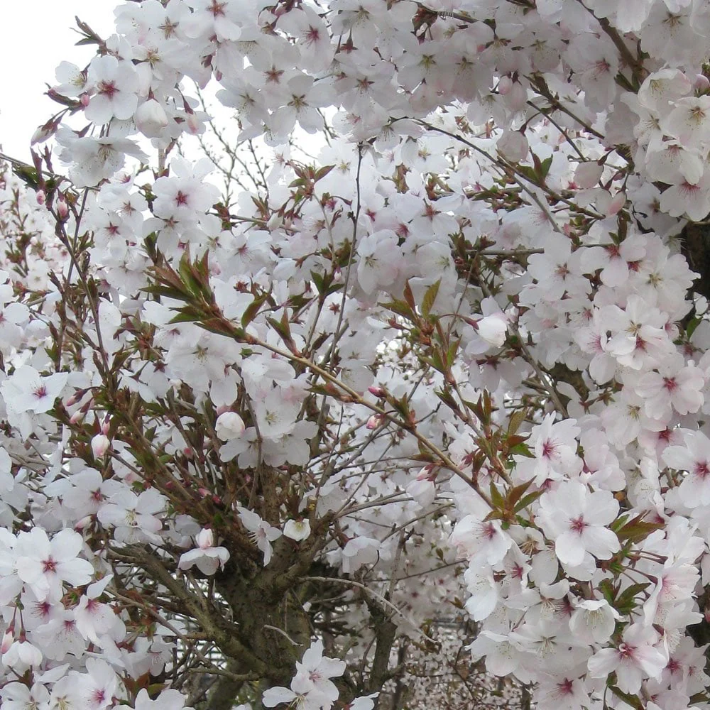 Prunus incisa 'The Bride' Tree - Image 2