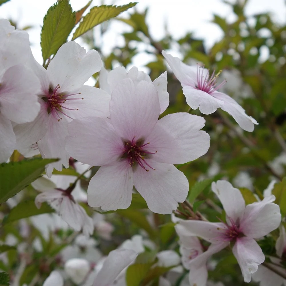 Prunus incisa 'The Bride' Tree - Image 3