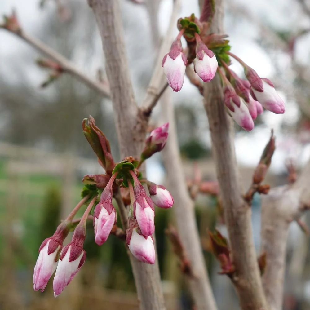 Prunus incisa 'The Bride' Tree - Image 4