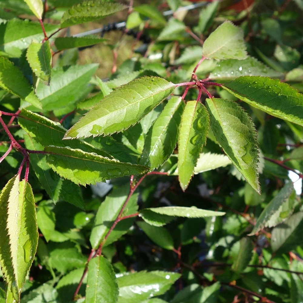 Prunus incisa 'The Bride' Tree - Image 5