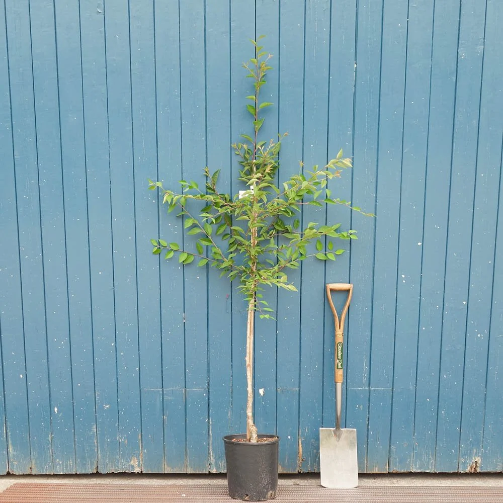 Prunus incisa 'The Bride' Tree - Image 6