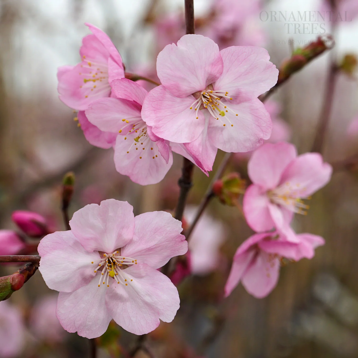 Prunus 'Jacqueline' Tree