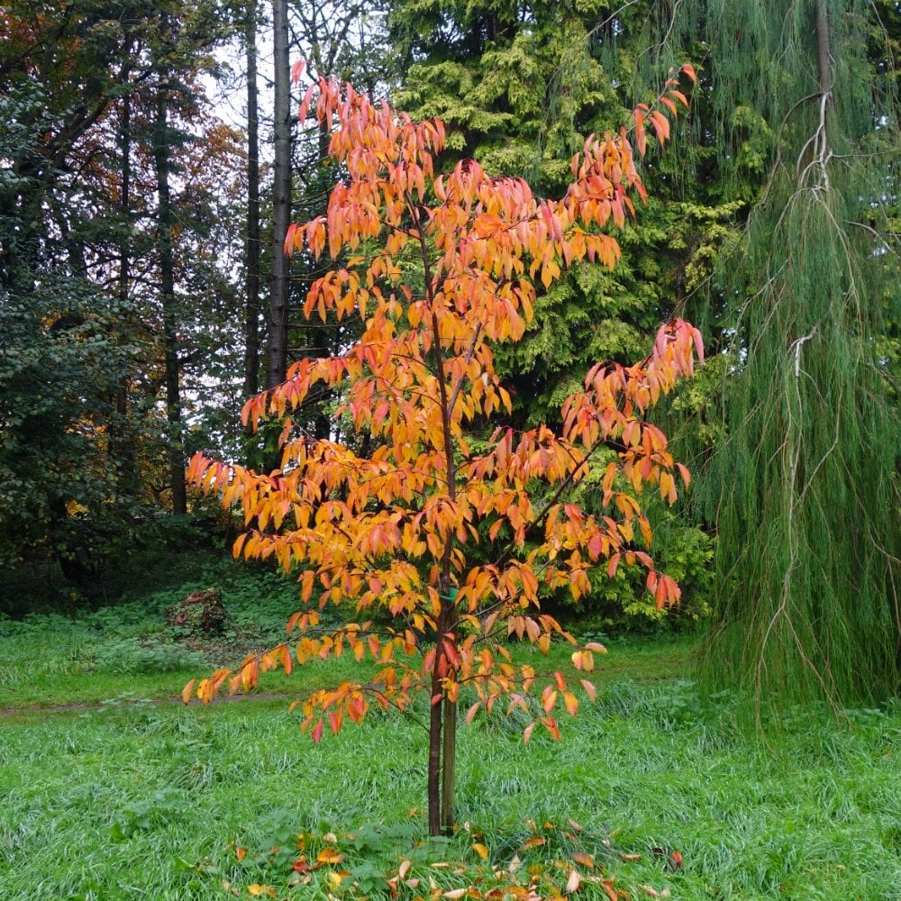 Prunus 'Jacqueline' Tree - Image 2