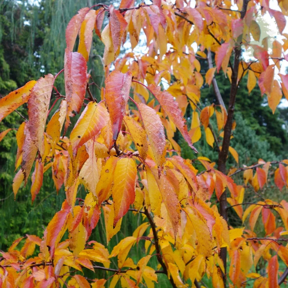 Prunus 'Jacqueline' Tree - Image 3