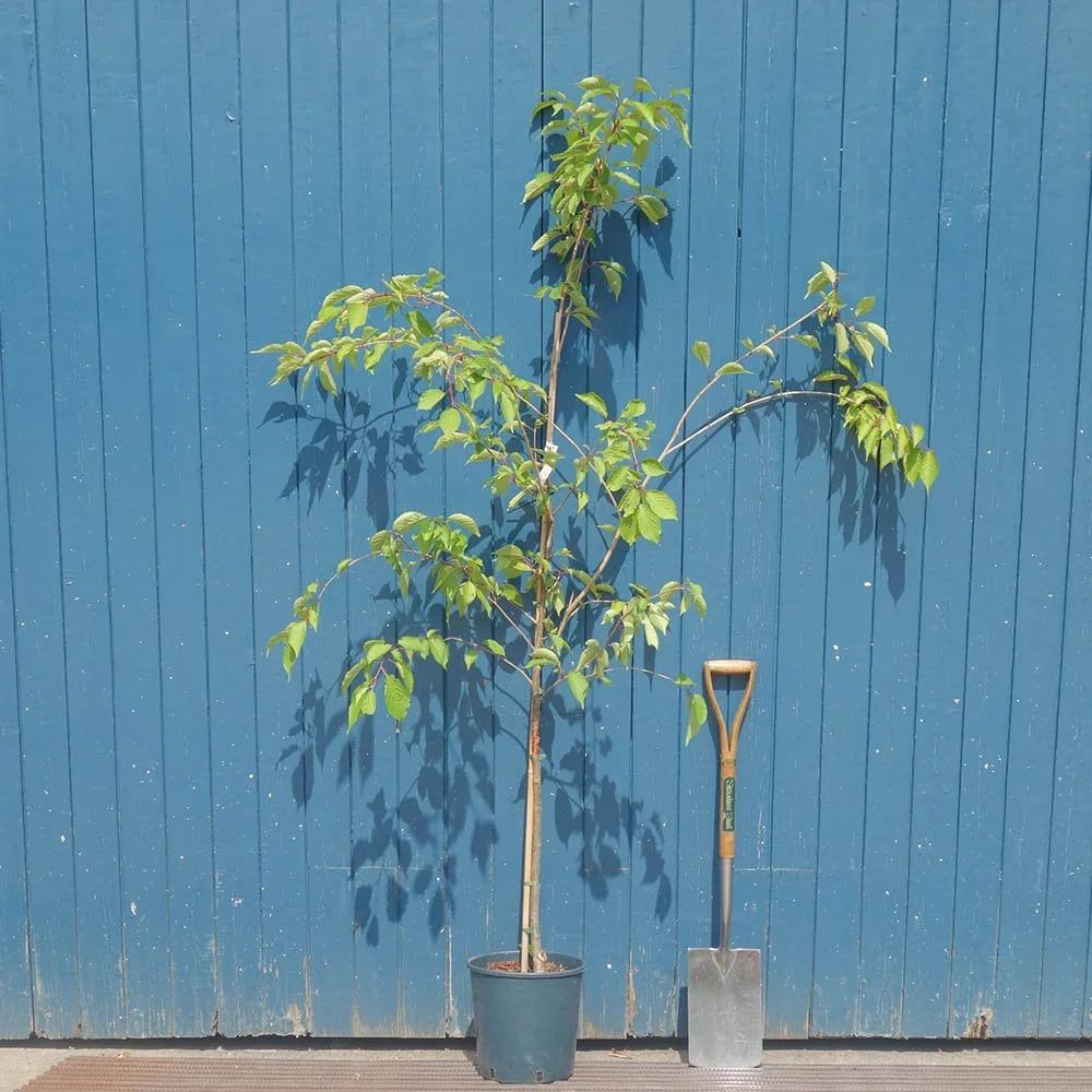 Prunus 'Jacqueline' Tree - Image 4