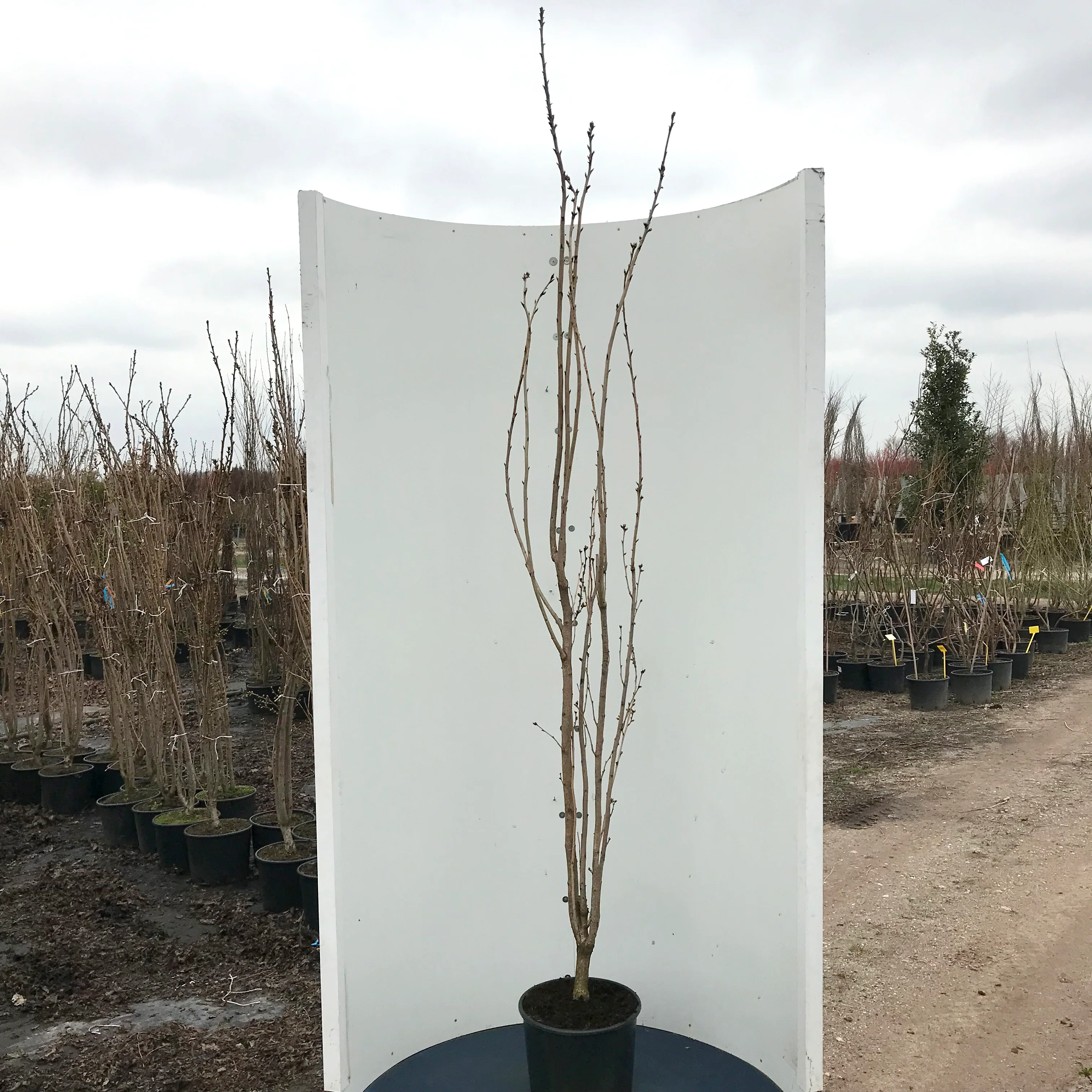 Prunus 'Kanzan' Tree - Image 11