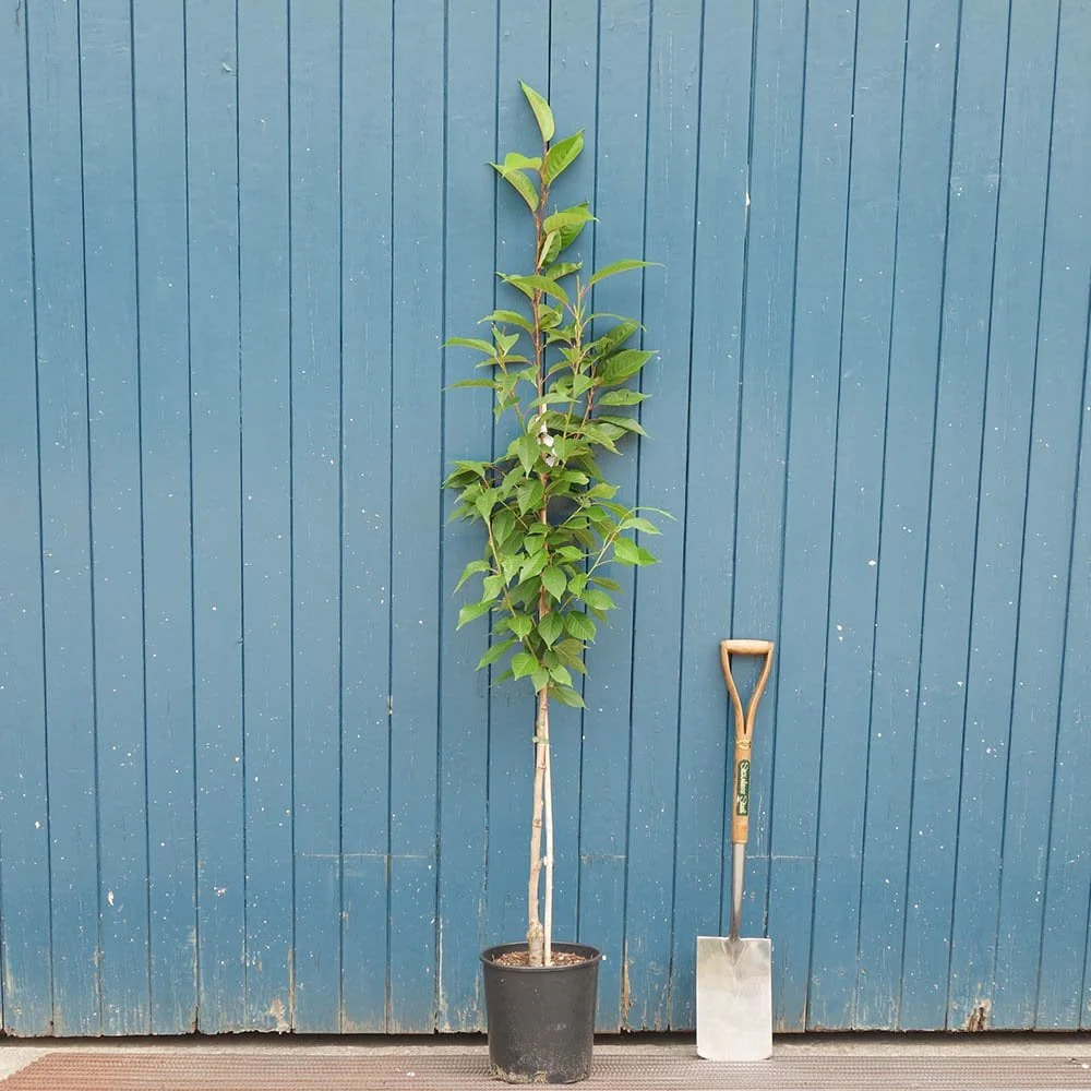 Prunus 'Kanzan' Tree - Image 3