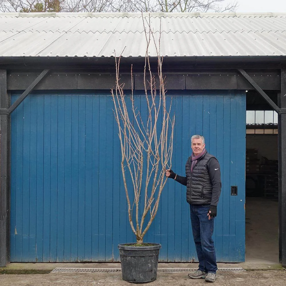 Prunus 'Kanzan' Tree - Image 4