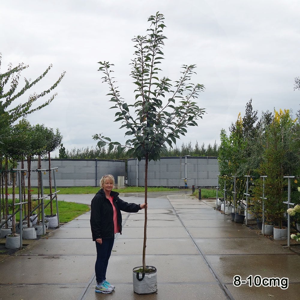 Prunus 'Kanzan' Tree - Image 6