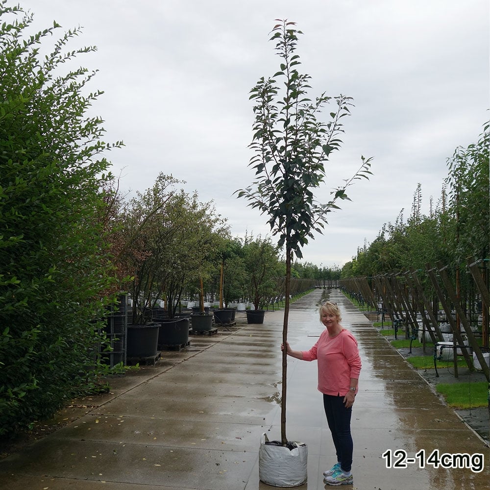 Prunus 'Kanzan' Tree - Image 8