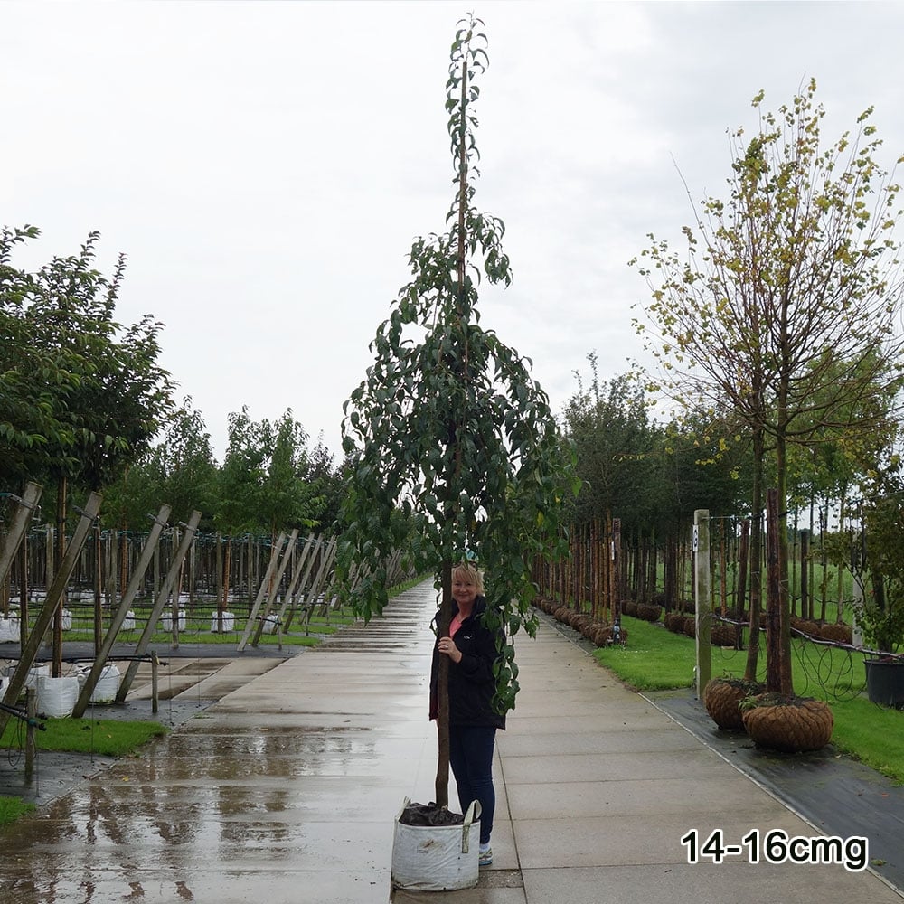 Prunus 'Kiku-shidare-zakura' Tree - Image 10