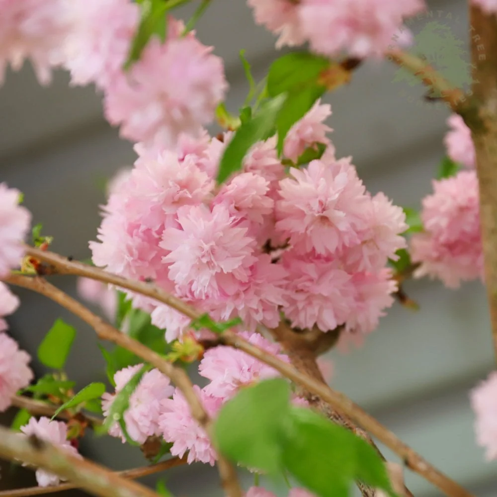 Prunus 'Kiku-shidare-zakura' Tree - Image 2