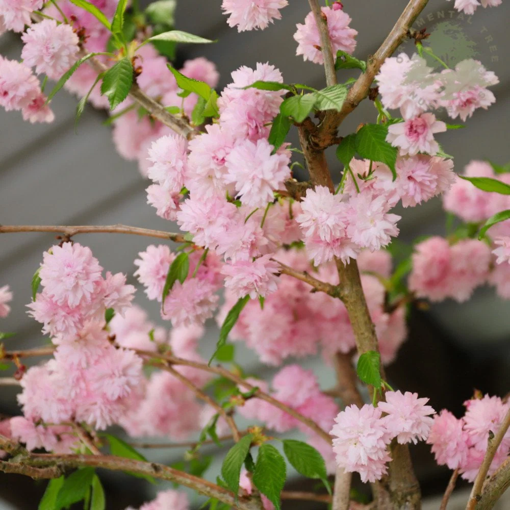Prunus 'Kiku-shidare-zakura' Tree - Image 3