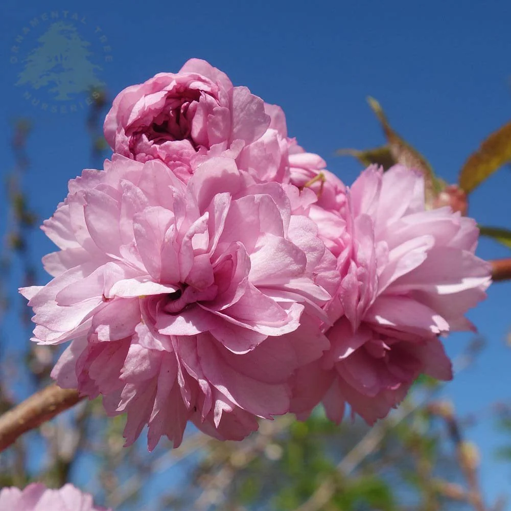 Prunus 'Kiku-shidare-zakura' Tree - Image 4
