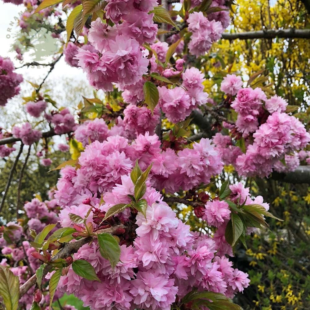 Prunus 'Kiku-shidare-zakura' Tree - Image 5