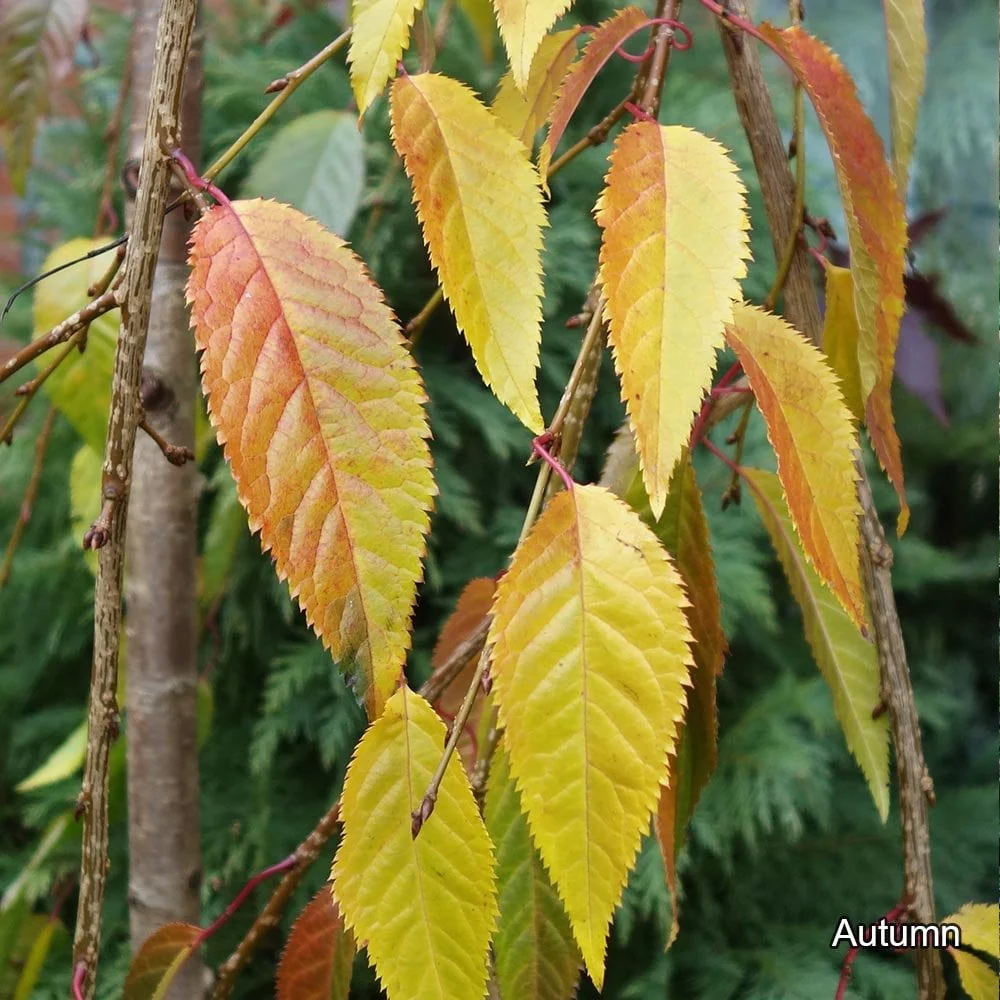 Prunus 'Kiku-shidare-zakura' Tree - Image 6