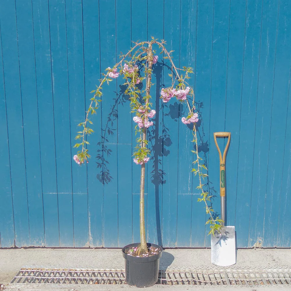 Prunus 'Kiku-shidare-zakura' Tree - Image 7