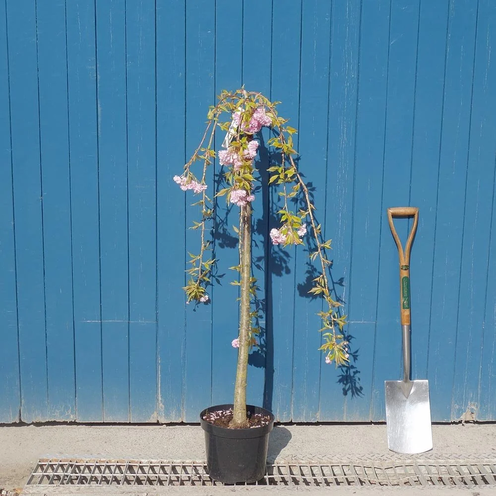 Prunus 'Kiku-shidare-zakura' Tree - Image 8