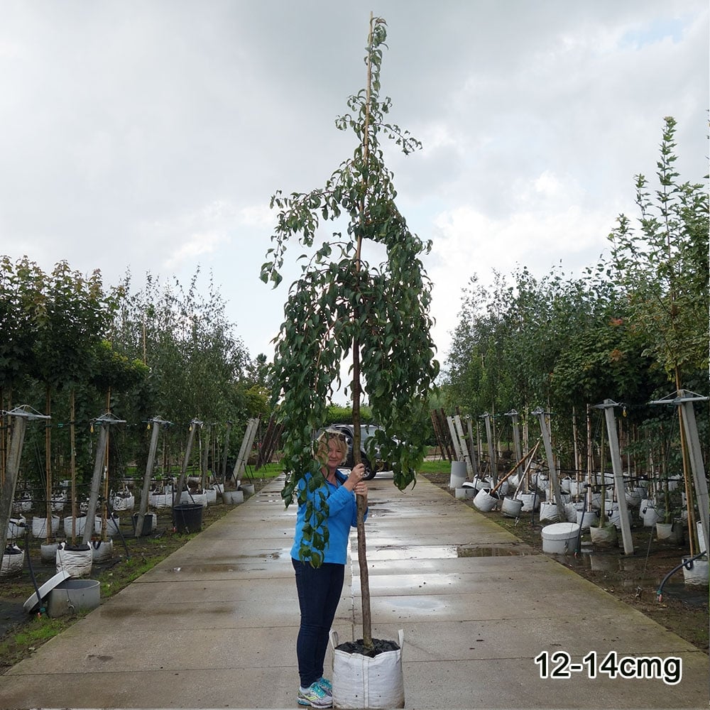 Prunus 'Kiku-shidare-zakura' Tree - Image 9