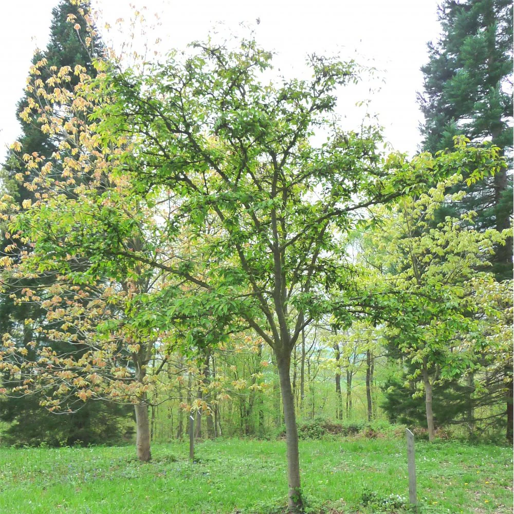 Prunus 'Kursar' Tree - Image 3