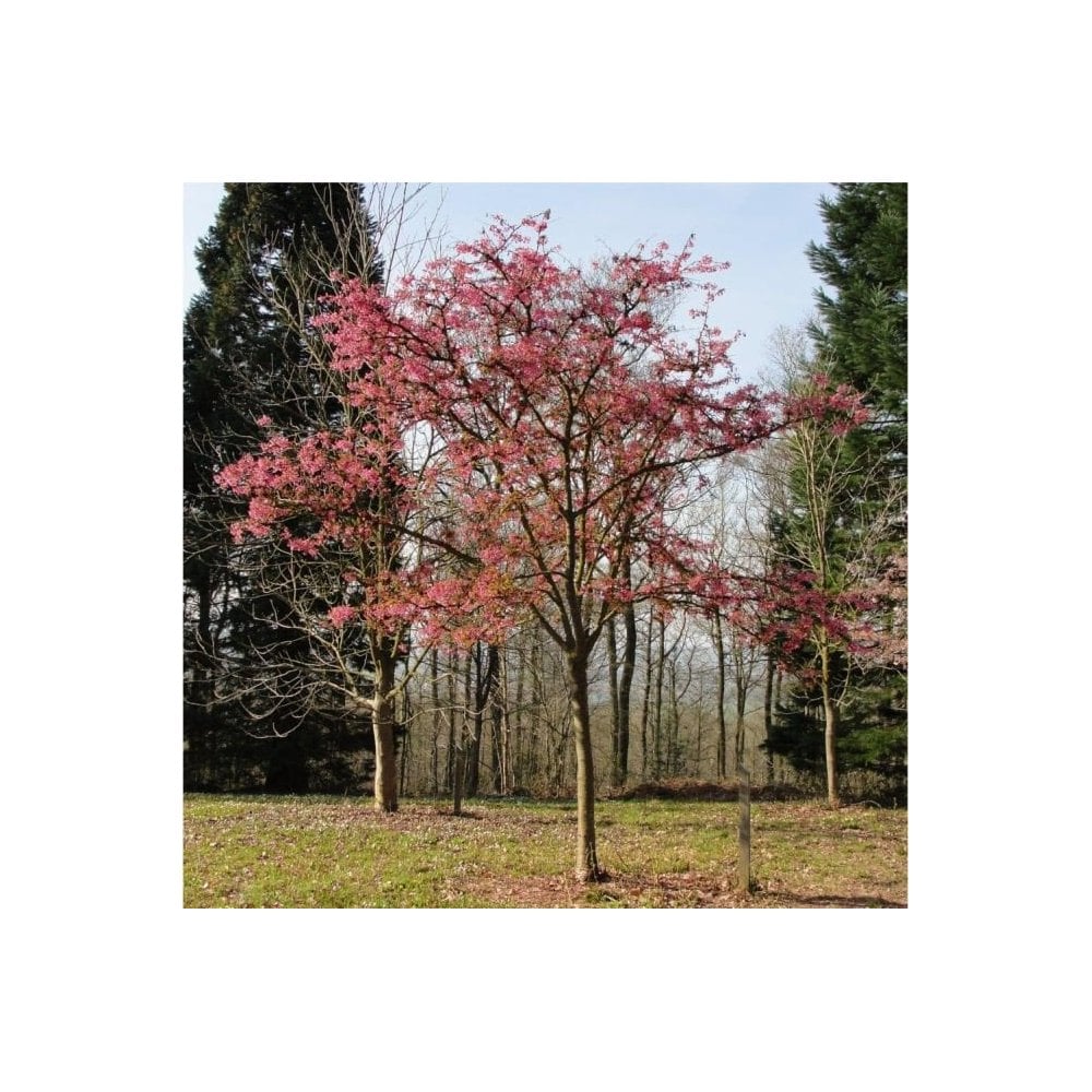 Prunus 'Kursar' Tree - Image 4