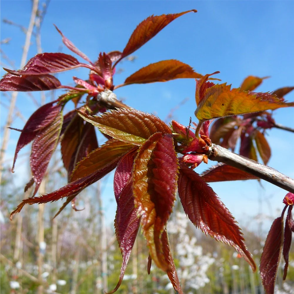 Prunus 'Kursar' Tree - Image 5