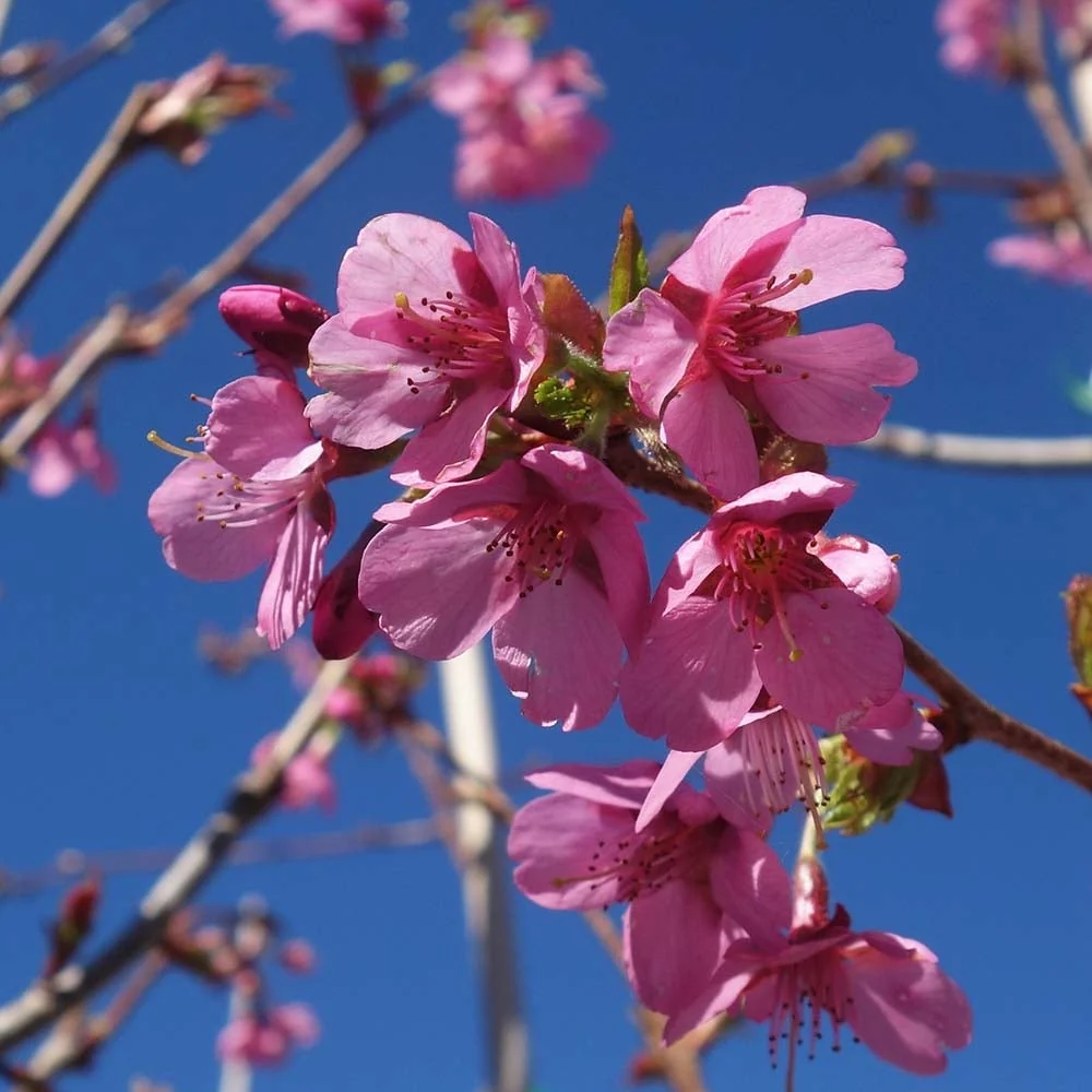 Prunus 'Kursar' Tree - Image 6