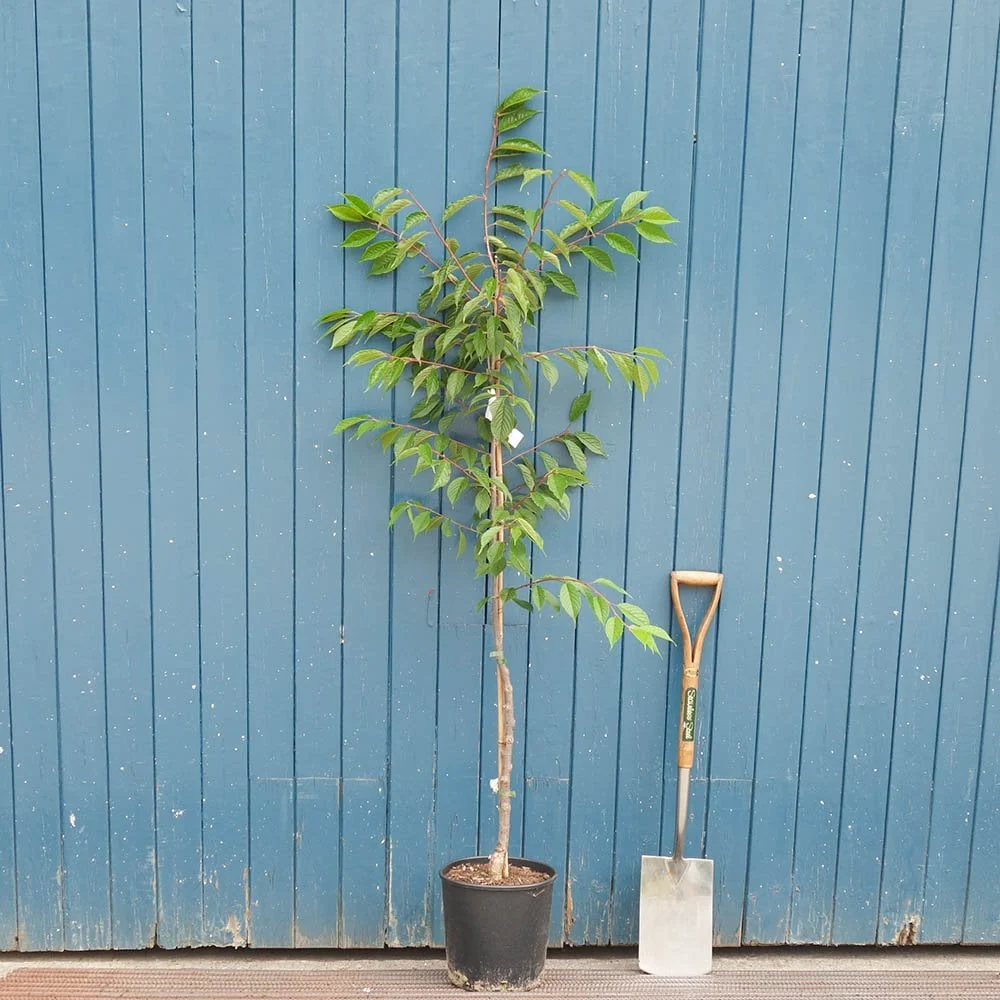 Prunus 'Kursar' Tree - Image 7